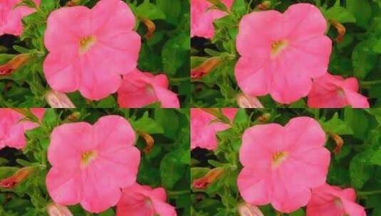 粉红色的花在花园里高清在线视频素材下载