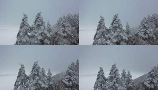 航拍湖北神农架冰雪雪松雪景高清在线视频素材下载