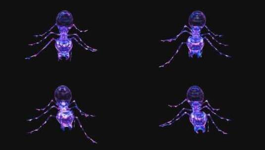 蚂蚁爬行4K循环通道高清在线视频素材下载