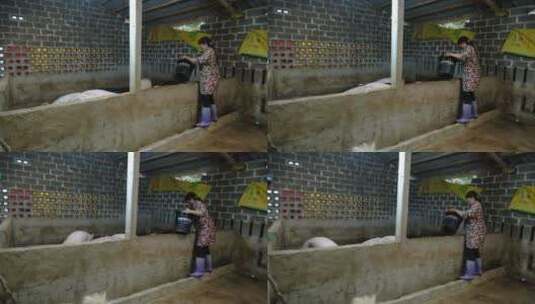 农村农家养猪场高清在线视频素材下载