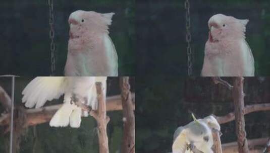 【镜头合集】白色凤头鹦鹉大型鸟类保护高清在线视频素材下载