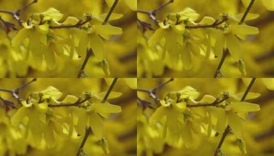 【镜头合集】北京植物园迎春花微距特写高清在线视频素材下载