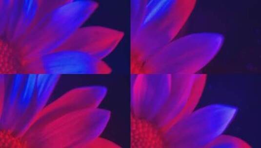 微距红蓝光鲜花摄影非洲菊高清在线视频素材下载