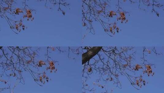 萧萧落木落叶刮风叶子树杈树枝高清在线视频素材下载