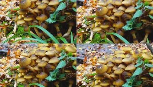 生长在森林里的野生蘑菇高清在线视频素材下载