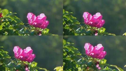 粉红色的花盛开高清在线视频素材下载