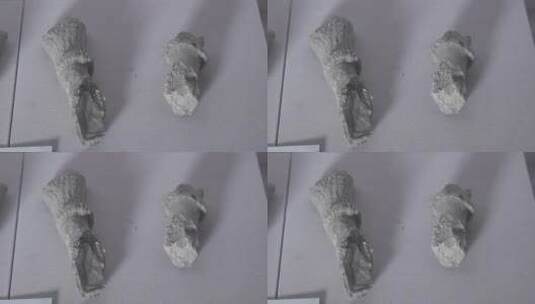 博物馆中的两块动物化石LOG视频素材高清在线视频素材下载