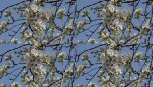 春天梨花盛开微风吹拂春天素材高清在线视频素材下载