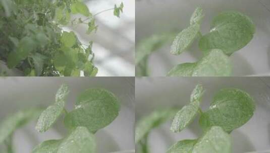 唯美薄荷种植土薄荷蔬菜调料种植基地植物高清在线视频素材下载