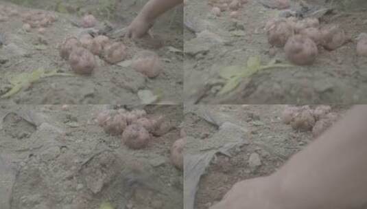 土豆种植收获土豆LOG视频素材高清在线视频素材下载