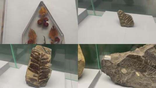【镜头合集】远古植物标本化石高清在线视频素材下载