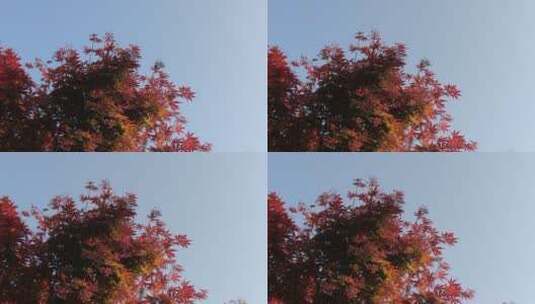 实拍蓝天红色枫叶植物高清在线视频素材下载