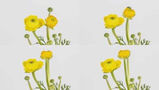 黄色的花毛茛开花生长的延时高清在线视频素材下载