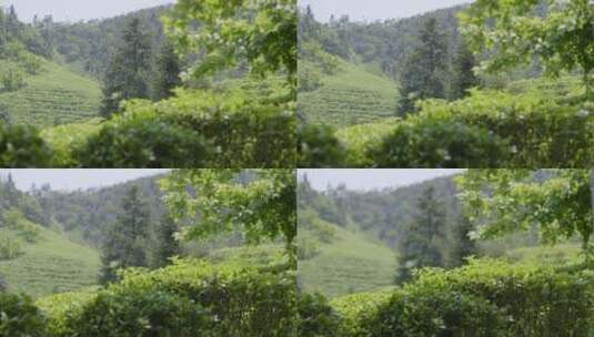 茶叶 茶场 茶山 南方茶场 绿茶 移动变焦高清在线视频素材下载