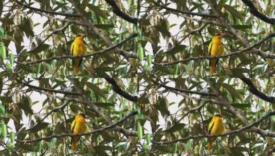 热带树上的一只明亮的鸟高清在线视频素材下载