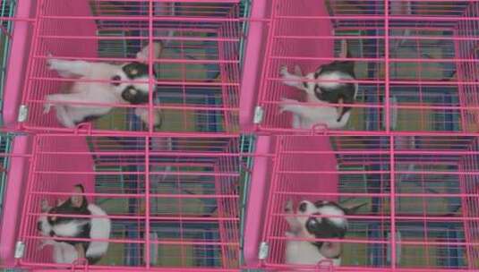 笼子里的宠物狗高清在线视频素材下载