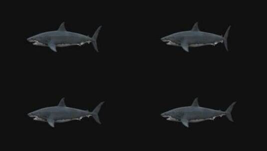  食人鲨 高清在线视频素材下载