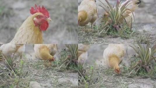 土鸡山鸡跑步鸡原生态养殖高清在线视频素材下载