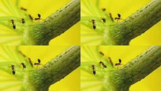夏天蚂蚁在花蒂上采集露水花蜜高清在线视频素材下载
