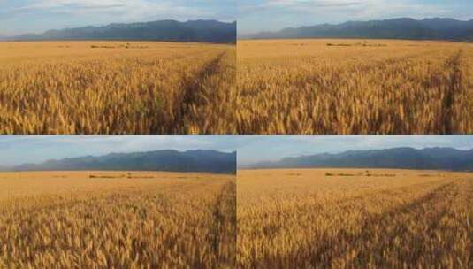 麦田小麦成熟高清在线视频素材下载