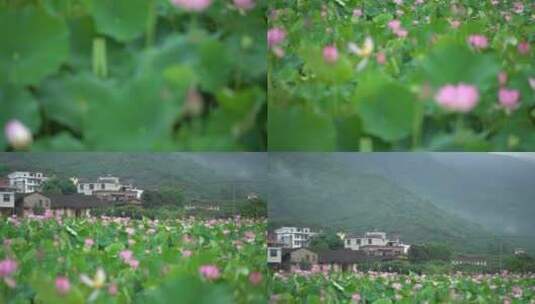 夏日 夏季 荷花 莲花 莲藕 荷叶高清在线视频素材下载