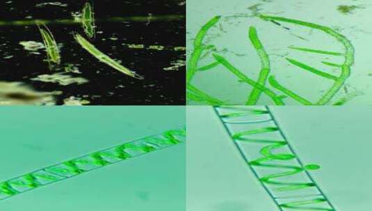 各种植物细胞合集高清在线视频素材下载