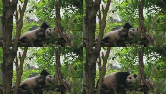 树上的国宝大熊猫高清在线视频素材下载