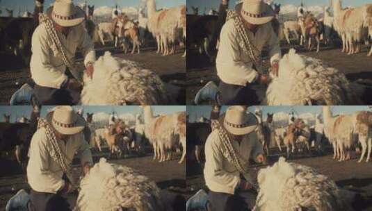 牧羊人在整理羊毛高清在线视频素材下载