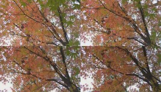 秋天里的红色枫叶大自然高清在线视频素材下载