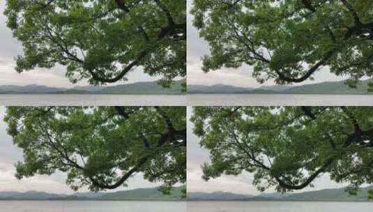 延时拍摄西湖边的树和游船高清在线视频素材下载