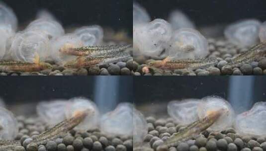 蝾螈孵化出壳阶段高清在线视频素材下载