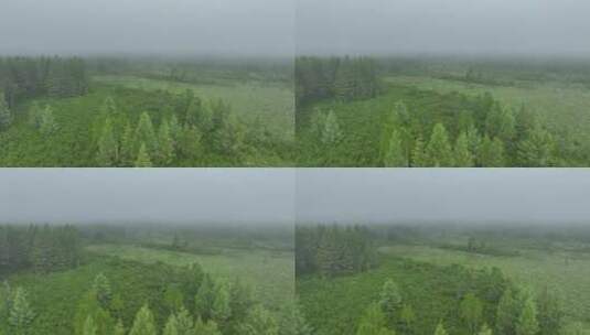 航拍晨雾中的森林草甸高清在线视频素材下载