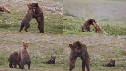 棕熊在草地上玩闹打架高清在线视频素材下载