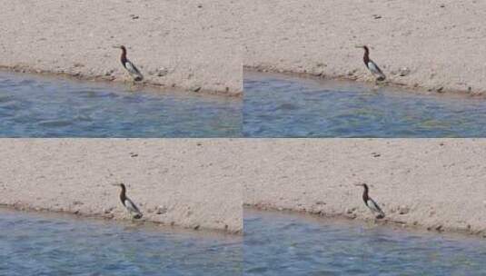 【正版素材】河道生态高清在线视频素材下载