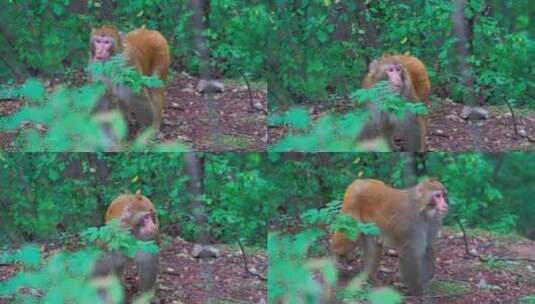 灵空山野生猕猴高清在线视频素材下载