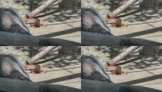 岩石红鬣蜥02高清在线视频素材下载