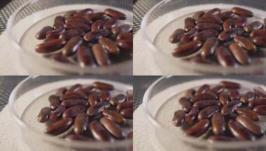 先锋地豆长豆角豇豆种子蔬菜种子农作物高清在线视频素材下载