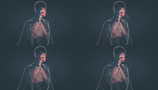 3D人体解剖呼吸系统肺功能肺呼吸肺活量高清在线视频素材下载