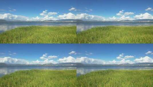 航拍大理洱海生态走廊湖滨带生态环境高清在线视频素材下载