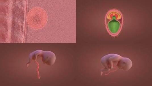 受精 受孕 精子 卵子 人体 三维 动画高清在线视频素材下载