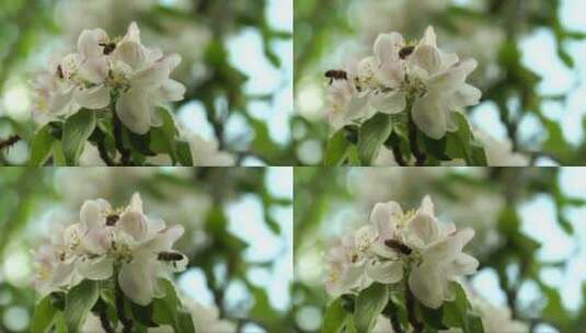 蜜蜂为春天的白色花朵授粉高清在线视频素材下载