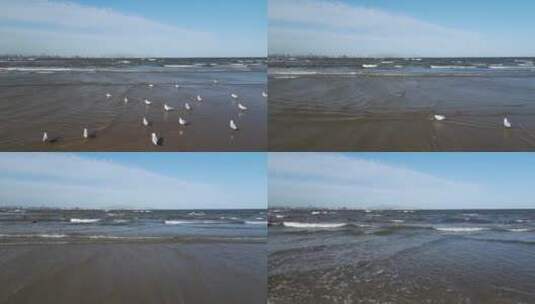 沙滩海浪海鸥高清在线视频素材下载