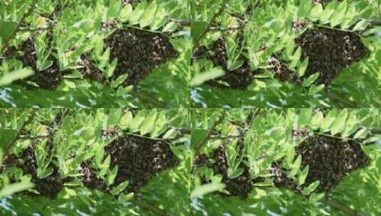蜂群。在黑刺槐树的树枝上形成新的蜂群。高清在线视频素材下载