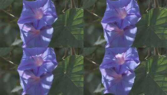盛开的紫色牵牛花 (2)高清在线视频素材下载