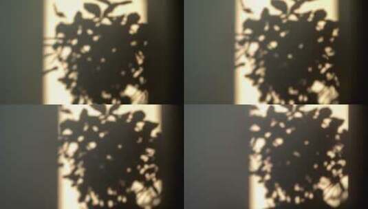 盆栽光影高清在线视频素材下载