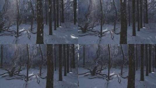 峨眉山雪中的树林，雪花从树上飘落高清在线视频素材下载