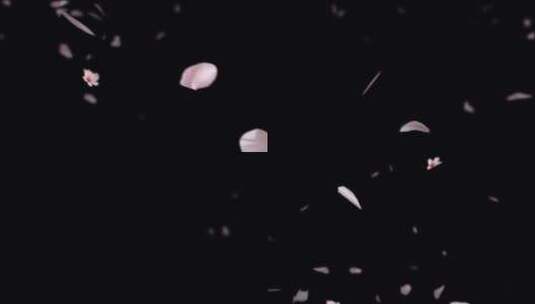 4k婚礼庆典樱花花瓣飘落视频素材合集-Alpha高清在线视频素材下载