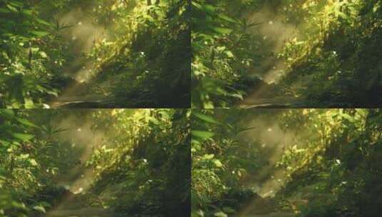 森林小溪小道秘境丁达尔光效高清在线视频素材下载