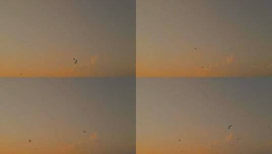 黄昏晚霞傍晚的天空下的飞鸟高清在线视频素材下载