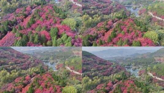 济南红叶谷景区，红叶满山迎来最佳观赏高清在线视频素材下载